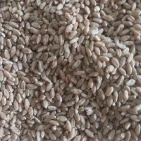 فروش بذر گندم خارجی|خدمات باغبانی و درختکاری|اسلام‌‌آباد غرب, |دیوار