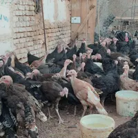 جوجه بوغلمون و بالغ|حیوانات مزرعه|تربت‌حیدریه, پایانه مسافربری تربت حیدریه|دیوار