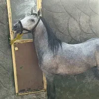 اسب نریان سیلمی|اسب و تجهیزات اسبسواری|ارومیه, |دیوار