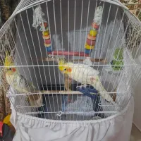 عروس هلندی سخنگو