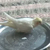 یک عروس هلندی گمشده است