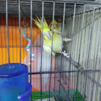 جفت عروس هلندی با تخم