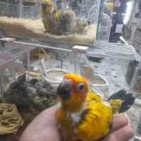 انواع جفت های مولد گرینچیک مونچیک ردچیک