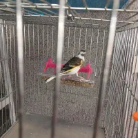 جوجه سهره قناری ابلغ