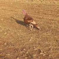 فروش بوقلمون نر چاق