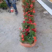 خدمات باغبانی ودرخت کاری کودهی هرسکاری تمام پردیس|خدمات باغبانی و درختکاری|پردیس, شهرک صنعتی خرمدشت فاز ۷|دیوار