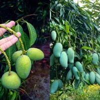 انگور شمشیری بلک سیدلس هلو انجیر گلابی