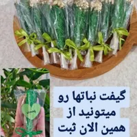 شمع و نباتهای محرمی قابل سفارش هستند|صنایع دستی و سایر لوازم تزئینی|بندر ماهشهر, |دیوار