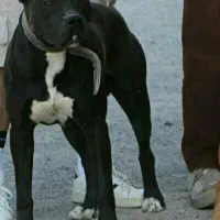 سگ پیتبول آمریکایی|سگ|جیرفت, |دیوار