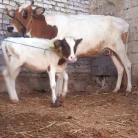 گاو جرسی شکم اول با گوساله ماده