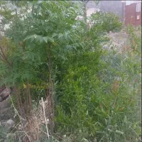 زمین فروشی