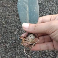 برگ ریشه دار زاموفیلیا بلک|گل و گیاه طبیعی|بهنمیر, |دیوار