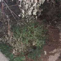 زمین برا فروش