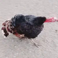 بوقلمون نر جوان