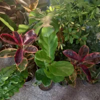 حراج باقی مانده گلهای اپارتمانی فقط ۱۵۰|گل و گیاه طبیعی|شهرکرد, |دیوار