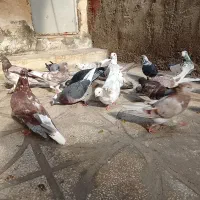 کفتر