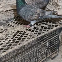 ماده