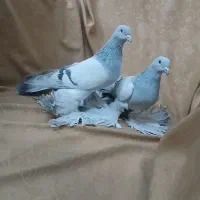 کفتر|پرنده|تبریز, |دیوار