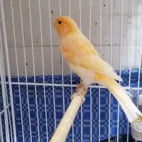 قناری  بخوان قرص