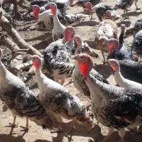 تخم بقلمون نطفه دار