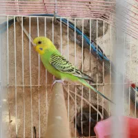 مرغ عشق