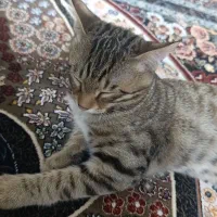گربه خانگی