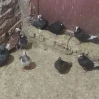 نرماده پریدنی خوب