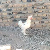 خروس لهستانی|حیوانات مزرعه|زاوه, |دیوار