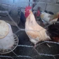 فروش خروس محلی زرنگ