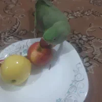 شاه طوطی تمیز|پرنده|بندر ترکمن, |دیوار