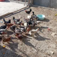 مرغ|حیوانات مزرعه|مبارکه, |دیوار