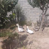 قوغاز|حیوانات مزرعه|محمدشهر, محمدشهر|دیوار