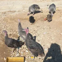 بوقلمون|حیوانات مزرعه|یاسوج, |دیوار