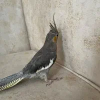 عروس هلندی