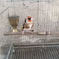 سهره شره ای جفتی داغسر رسمی