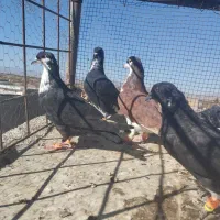 کفتر یا کبوتر دم سفید کرباتی ساده|پرنده|تربتحیدریه, بالا ولایت|دیوار