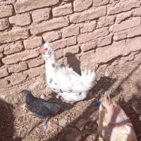 مرغ کرج معاوضه یافروخته میشه