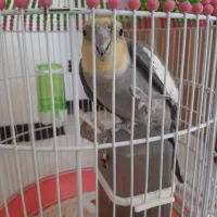 طوطی عروس هلندی