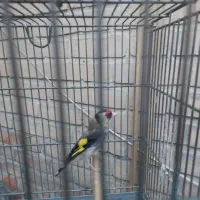 سهره و قناری