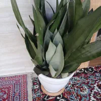 گل سانسوریا مهتابی سبز پاکوتاه متوسط|گل و گیاه طبیعی|سنگر, |دیوار