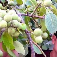 گردو چین