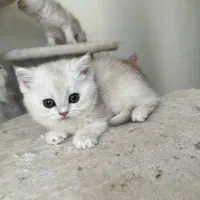 گربه بریتیش ns 12 چشم aqua