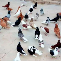 گروه کبوتر داریم خواستی بیا پی