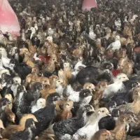 جوجه مرغ و خروس گلپایگانی ۴۶ روزه واکسیناسیون شده