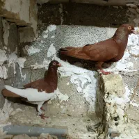 جفت کبوتر