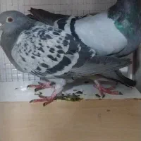 کفتر پلاکی|پرنده|تهران, مسعودیه|دیوار