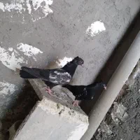 سرته سیاه