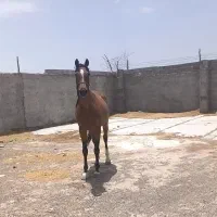 اسب