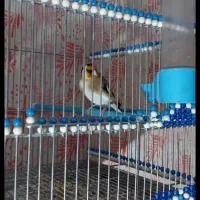 سهره مست جفتی