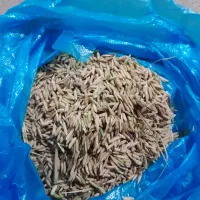جوشلتوک